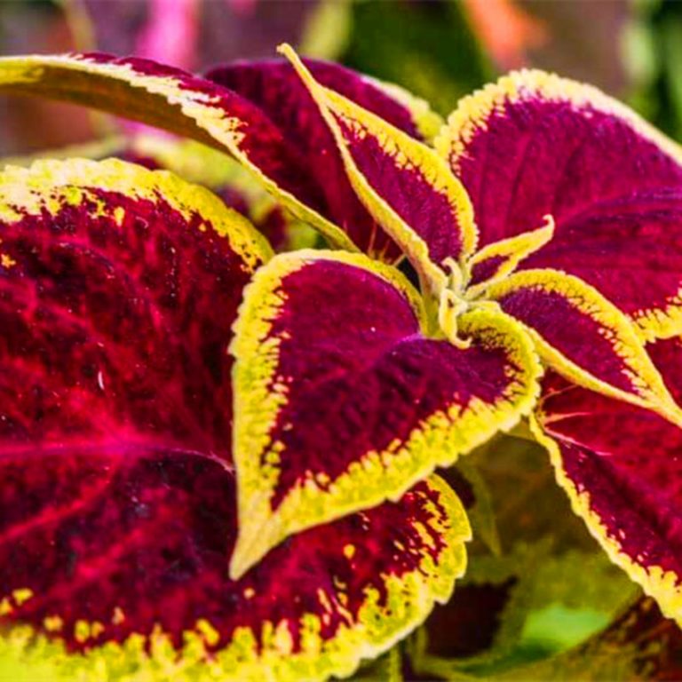 Rare Coleus Seeds 100 Pcs Pack GreenSeedGarden