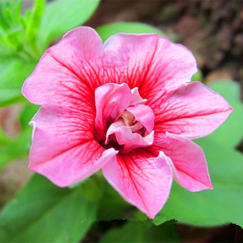 Double Petals Petunia Seeds, 100 pcs/pack – GreenSeedGarden