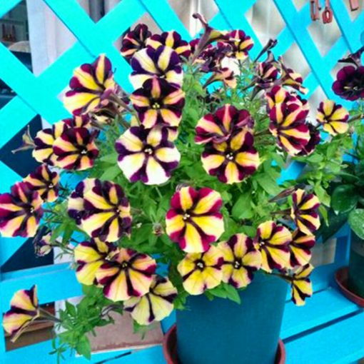 Double Petals Petunia Seeds, 100 pcs/pack – GreenSeedGarden