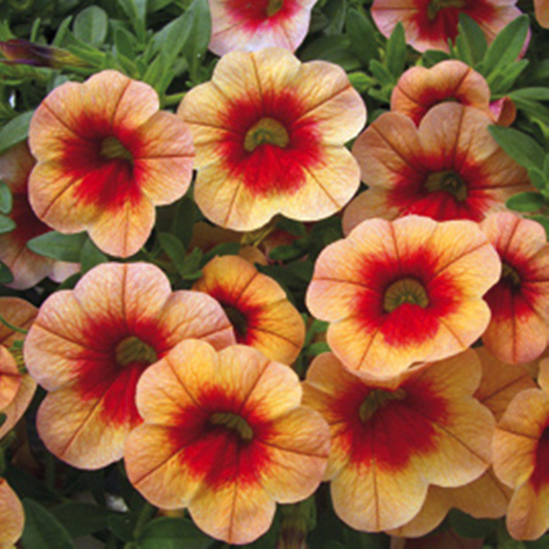 Double Petals Petunia Seeds, 100 pcs/pack – GreenSeedGarden