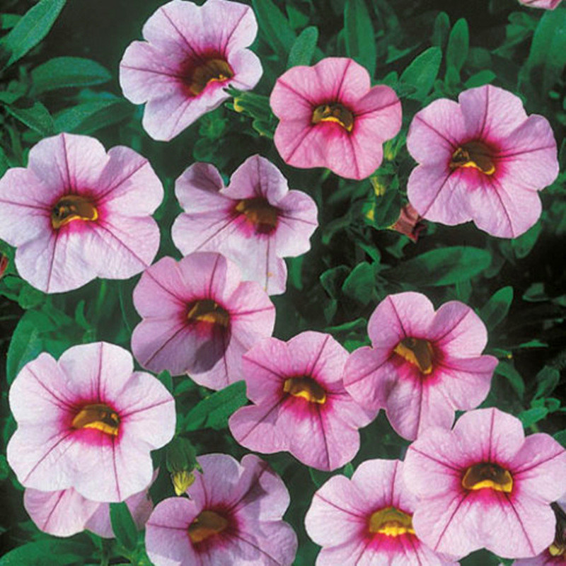 Double Petals Petunia Seeds, 100 pcs/pack – GreenSeedGarden