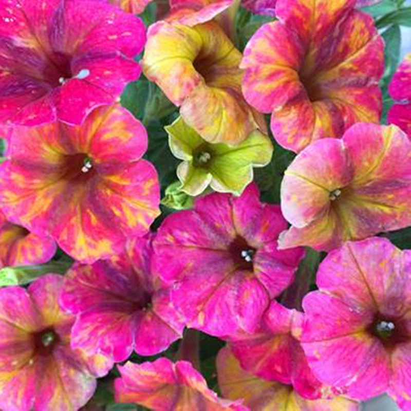 Double Petals Petunia Seeds, 100 pcs/pack – GreenSeedGarden