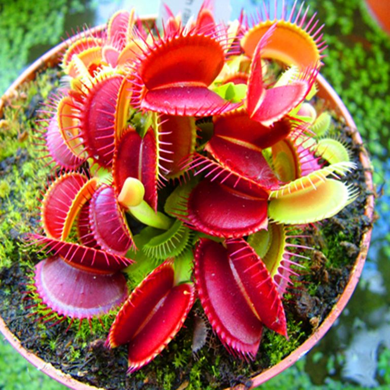 Venus Flytrap Seeds, Insectivorous Plant, Dionaea Muscipula, 100pcs/pack GreenSeedGarden