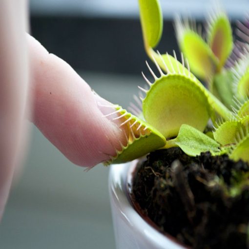 Venus Flytrap Seeds, Insectivorous Plant, Dionaea Muscipula, 100pcs ...