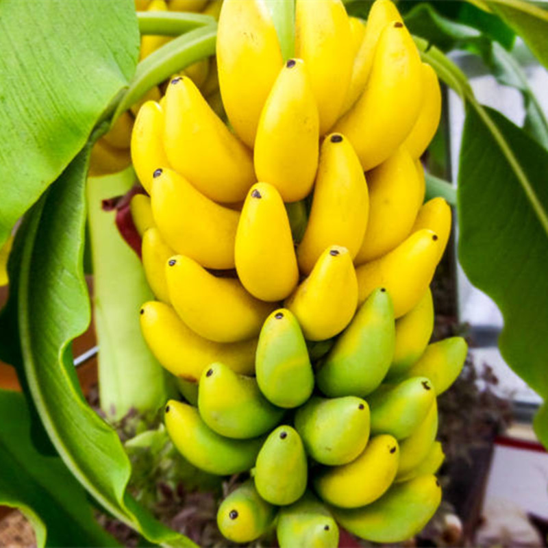 Rare Double Potted Banana Seeds 100 Pcs Pack Greenseedgarden,How Big Is A Queen Size Bed Compared To A Twin
