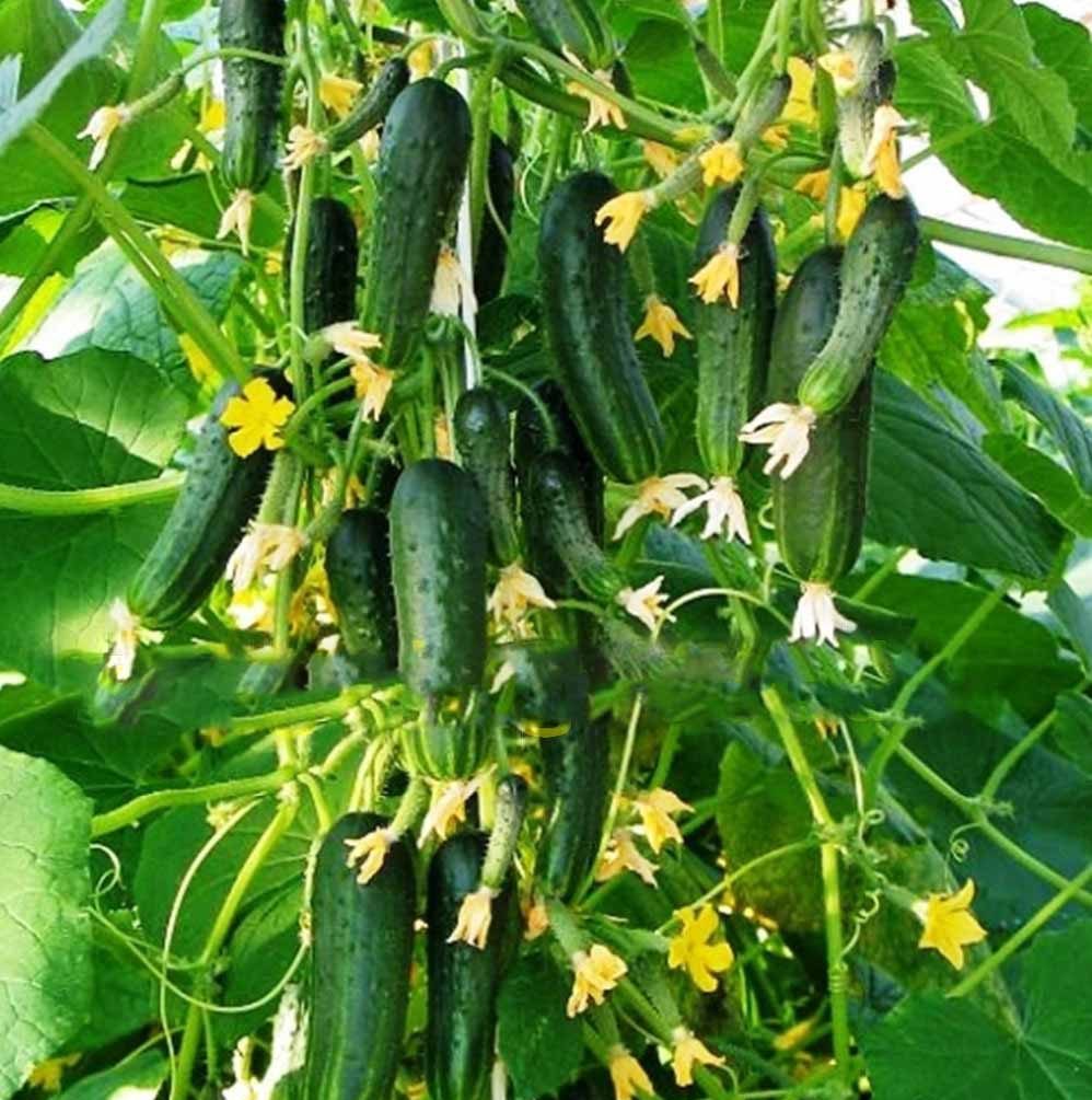 100PCS Small Green Self-Pollinating Cucumber Seeds Healthy Vegetable Seeds# 