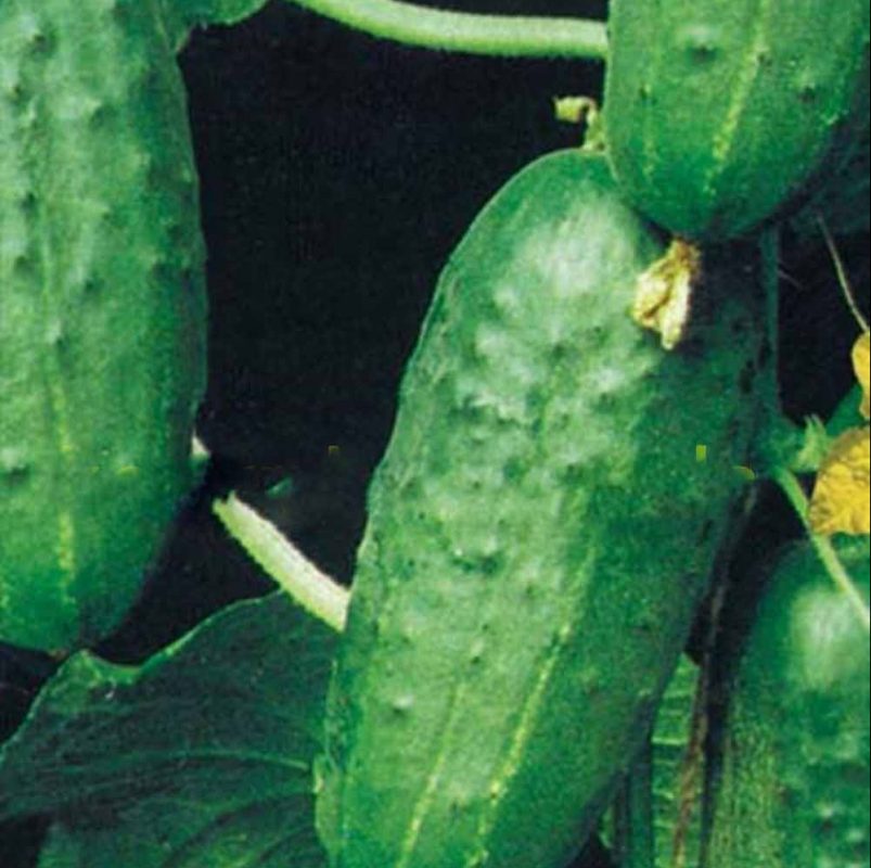 Cucumber seeds 100pcs/pack GreenSeedGarden