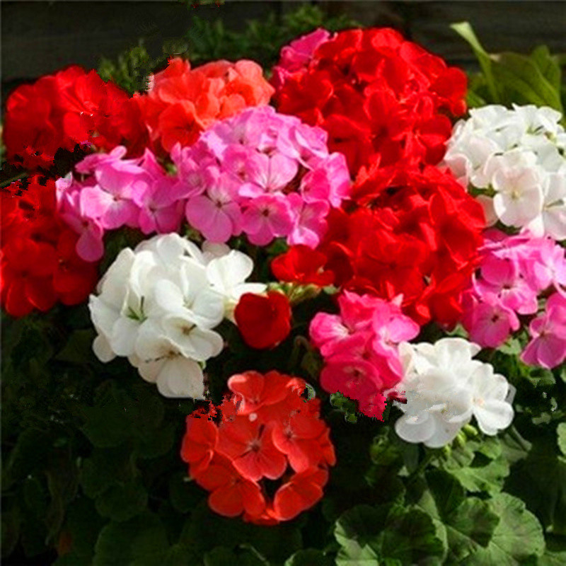 24 Color Dwarf Geranium Seed, 50pcs/pack GreenSeedGarden