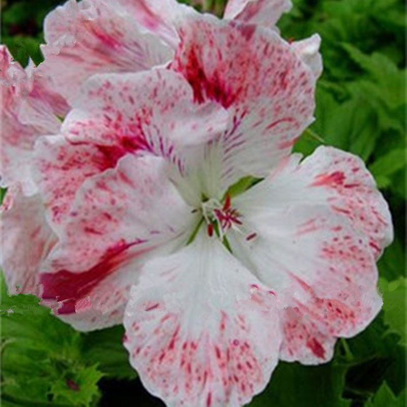 24 Color Dwarf Geranium Seed, 50pcs/pack GreenSeedGarden