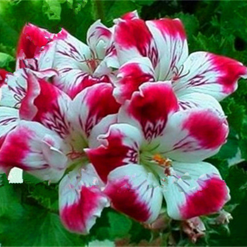 24 Color Dwarf Geranium Seed, 50pcs/pack GreenSeedGarden