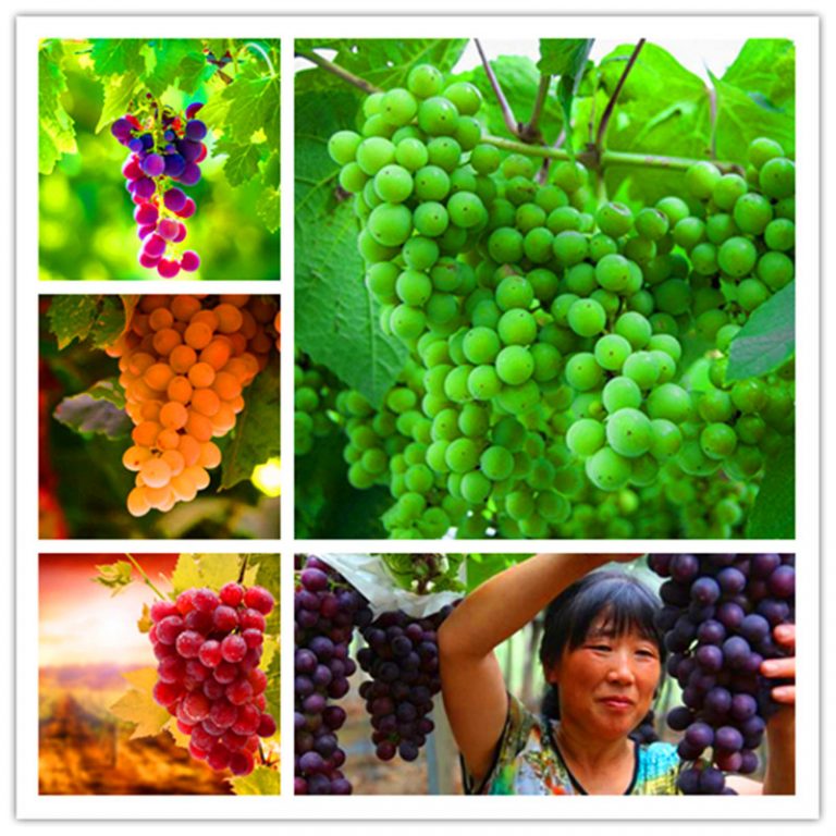 Grape Seeds, MultiVarieties 50pcs/pack GreenSeedGarden