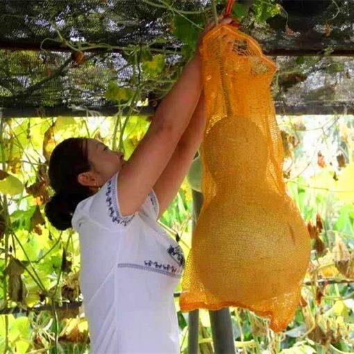 Rare Giant Gourd Seeds NO GMO Vegetable Seeds 100pcs Pack   2396 2kbkic 510x510 