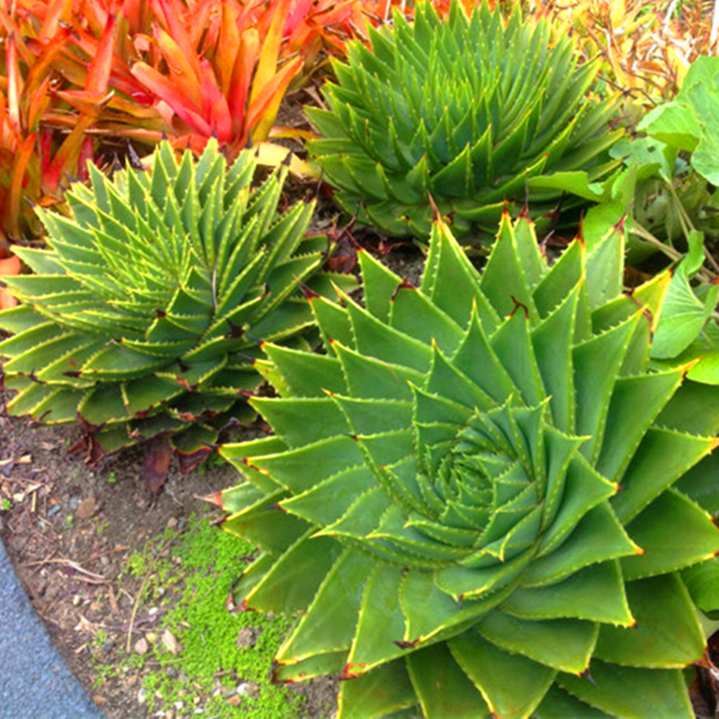 100x Rare Aloe Vera Succulent Plant Perennial Anti-Radiation Garden Seeds Pretty