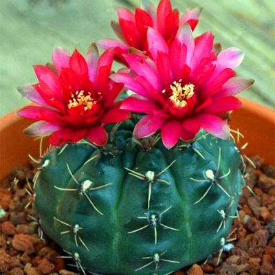 Mixed Rare Stone Cactus Seeds, Succulent Seeds, 100pcs/Pack ...