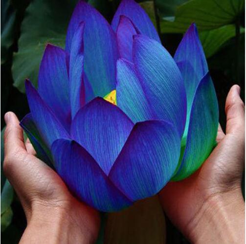 20pcs seeds mixture Water Lily Bowl Plants  Seed Lotus Flower Seeds Aquatic 