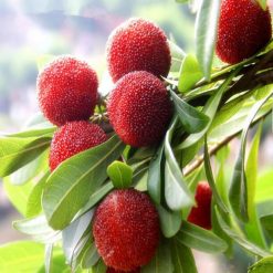 10Pcs Arbutus Fruit Seeds Rare Kind Perennial Tasty Sweet Garden Stomach Health
