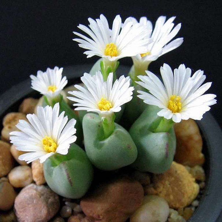 Blue Succulents Witchford Lithops Seeds Cactus Seeds 100pcs Pack