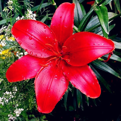 lily flower seed plants seeds 10 seeds – GreenSeedGarden