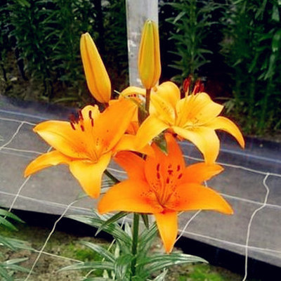 lily flower seed plants seeds 10 seeds – GreenSeedGarden