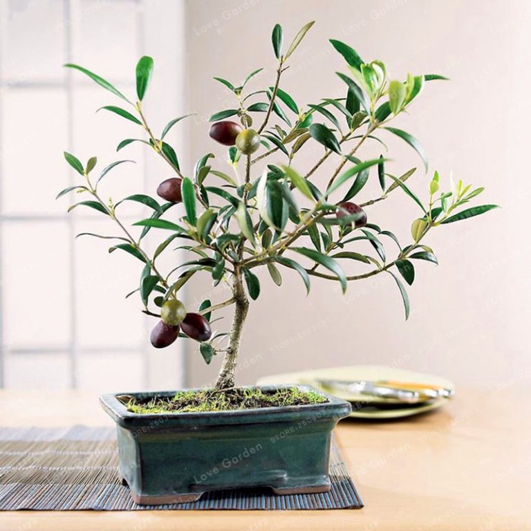 10PCS Rare Olive Bonsai Tree (Olea Europaea) Seeds Bonsai Fresh Exotic