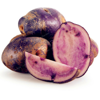 Potato 100 Pcs Seeds Purple Sweet Nutrition Green Vegetable Garden Bonsai Rare 