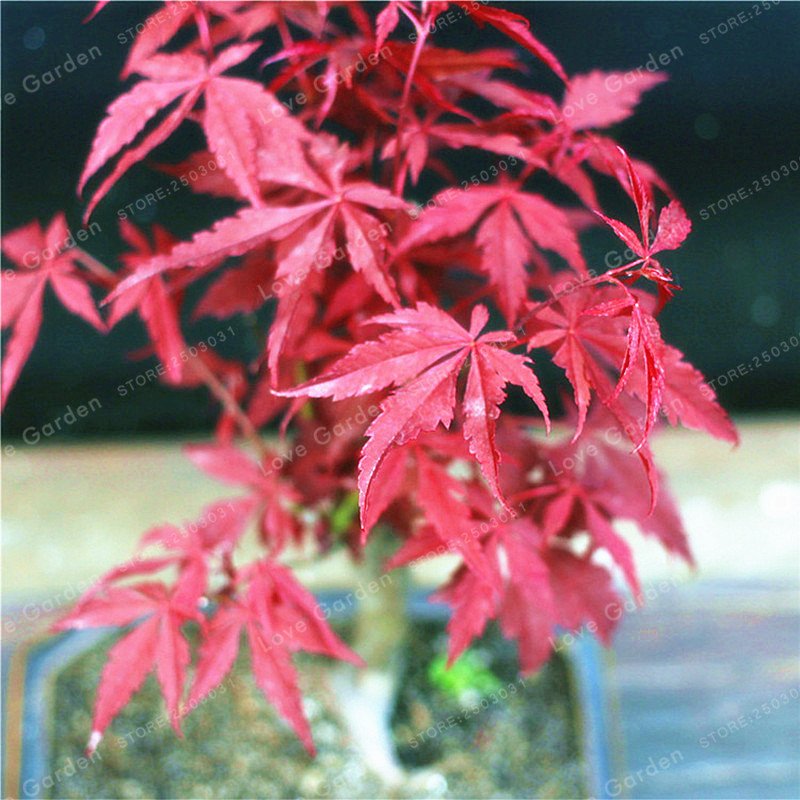 BONSAI SEEDS RED JAPANESE MAPLE Acer Palmatum Atropurpureum 10 seeds 