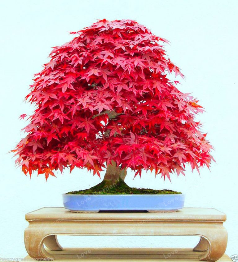 Seeds Pack Acer Palmatum Atropurpureum Seeds Real Red Ghost Maple Tree Bonsai Seeds For