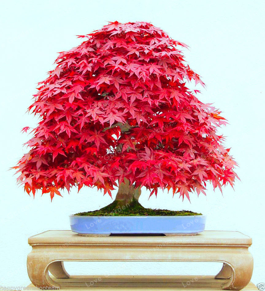 20pcs Japanese Maple Tree Bonsai Seeds Acer Palmatum Atropurpureum Home Plants F 