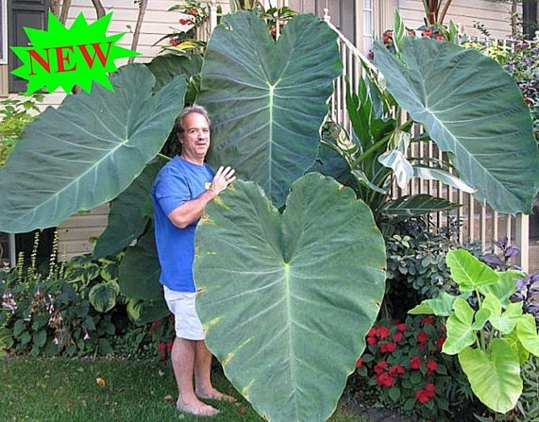 Giant Elephant Ear Plant Seeds, Colocasia Gigantea Seeds, Huge Foliage ...