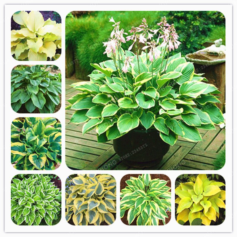 GreenSeedGarden