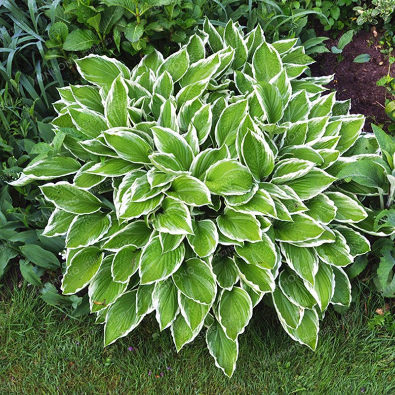 GreenSeedGarden