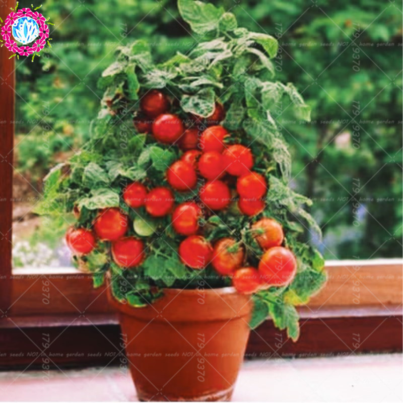 200Pcs Cherry Tomato Seeds Organic For Garden Home Vegetable Seed
