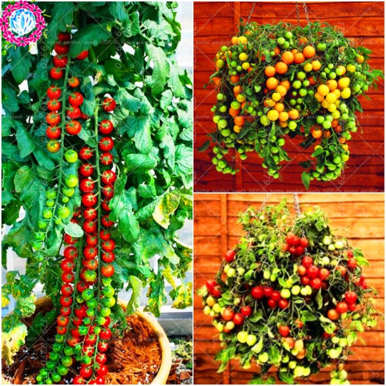 200pcs Greek Hanging Tomato Seeds Heirloom Sweet Gardening Seeds Plants