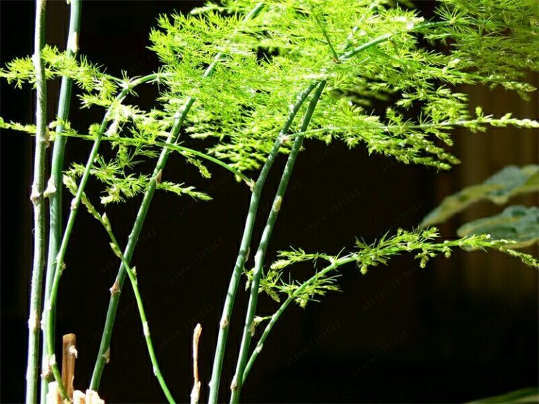 Asparagus Fern Seeds, 30 pcs/pack GreenSeedGarden