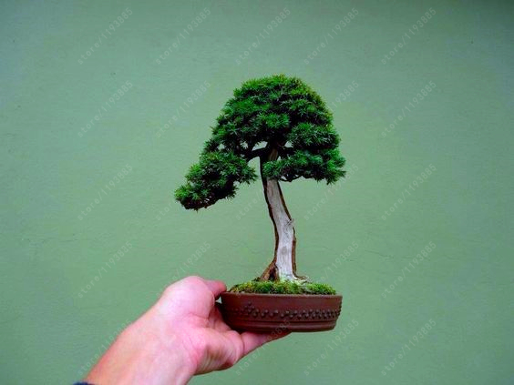 50 PCS Seeds Miniature Pine Bonsai Tree Plants Woody Perennial Free Shipping O U