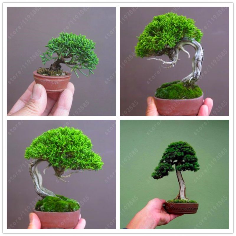 50 pcs/bag Miniature pine seeds, bonsai tree seeds, indoor woody plants, pine tree perennial
