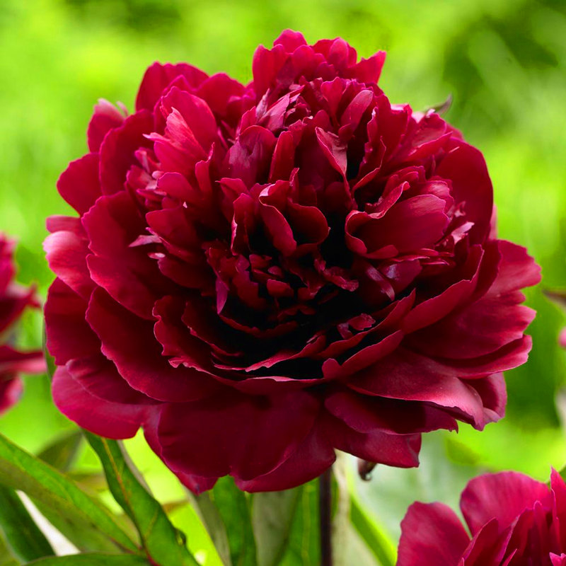 10 pcs/bag Double Blooms Peony Seeds – GreenSeedGarden