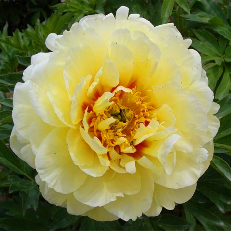 10 pcs/bag Double Blooms Peony Seeds – GreenSeedGarden