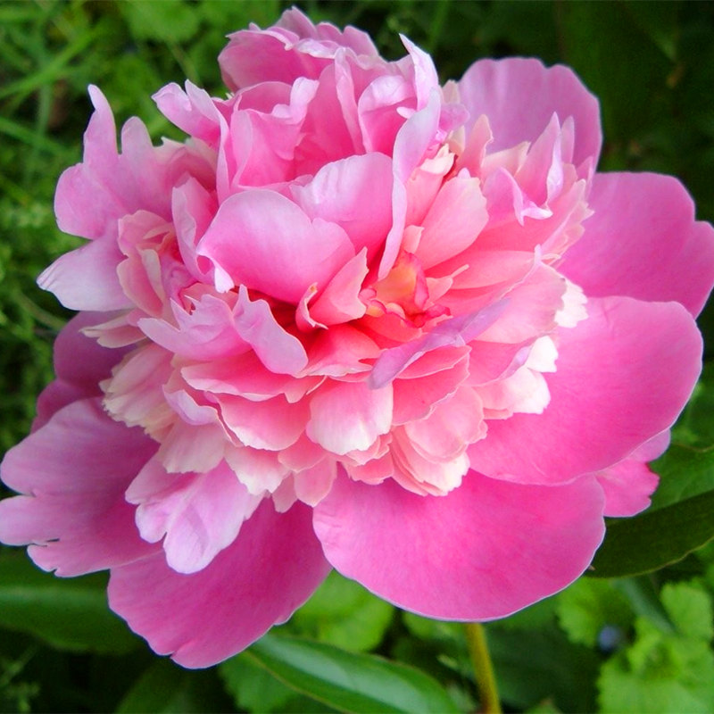 10 pcs/bag Double Blooms Peony Seeds – GreenSeedGarden