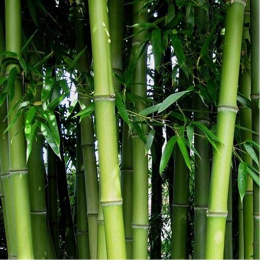 Rare Bamboo Seeds, Phyllostachys Pubescens Seeds, Giant Bamboo Seeds ...