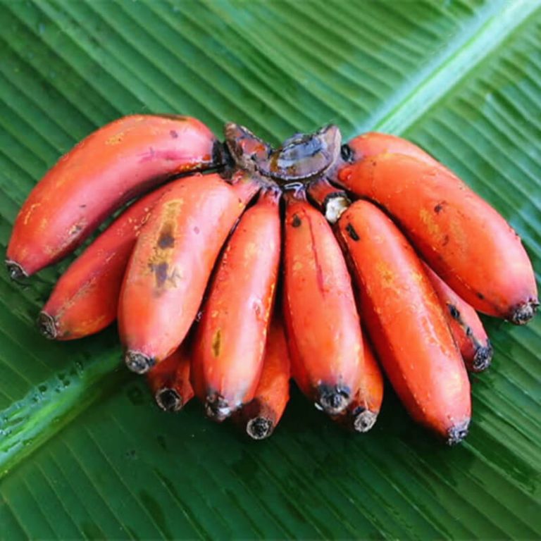 yellow fruit with three seeds