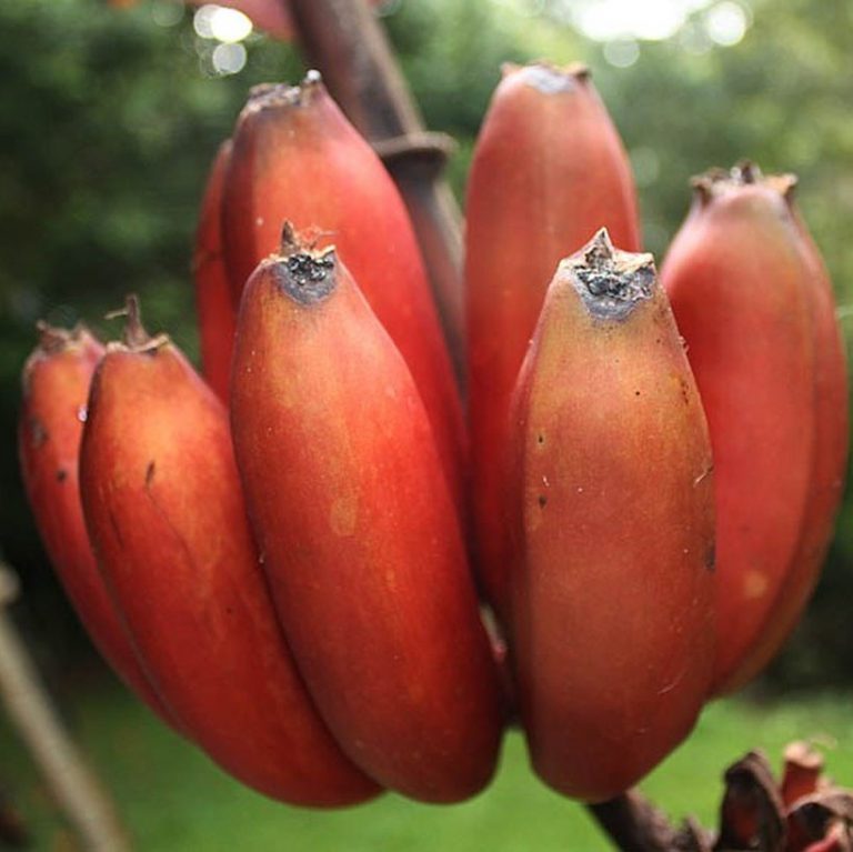 Rare Red Banana  Seeds 100pcs pack GreenSeedGarden