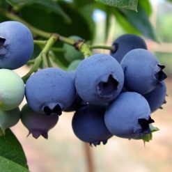 30Pcs Blueberry Tree Seed Fruit Blueberry Seed Potted Bonsai Seeds Plant HC 