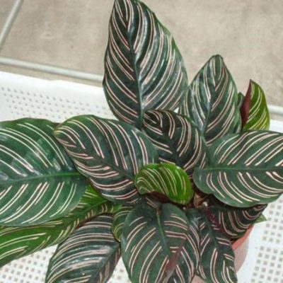 Multi-Varieties Calathea Seeds, 100pcs/pack – GreenSeedGarden