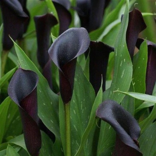 Calla Lily Flower Seed, 100pcs/pack – GreenSeedGarden