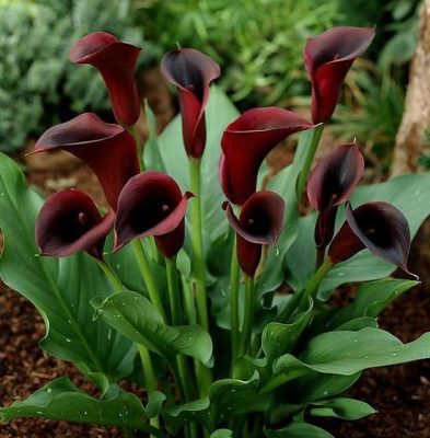 Calla Lily Flower Seed, 100pcs/pack – GreenSeedGarden