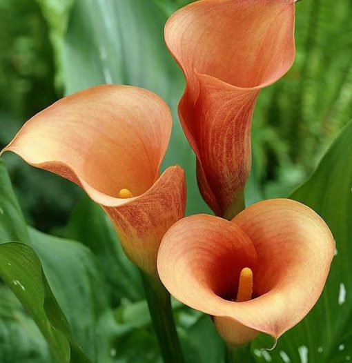 Calla Lily Flower Seed, 100pcs/pack – GreenSeedGarden