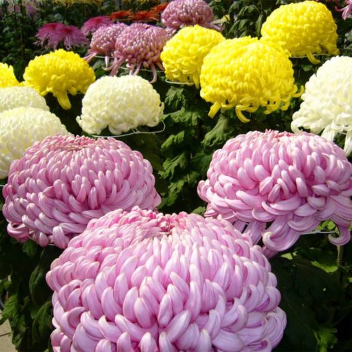 Rare Fireworks Chrysanthemum Seeds, 100 pcs/bag GreenSeedGarden