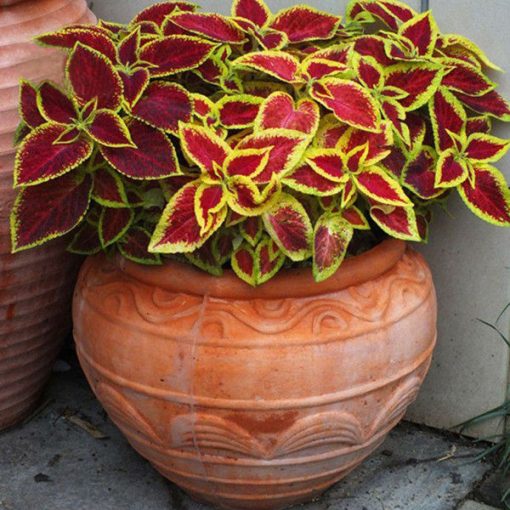 Rare Coleus Seeds, 100 pcs/pack GreenSeedGarden