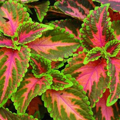 Rare Coleus Seeds, 100 pcs/pack – GreenSeedGarden